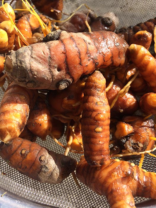 turmeric root