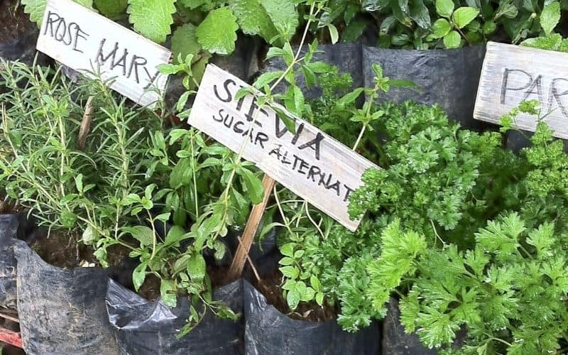 uses for stevia plant