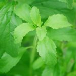 How to Make Stevia Extract