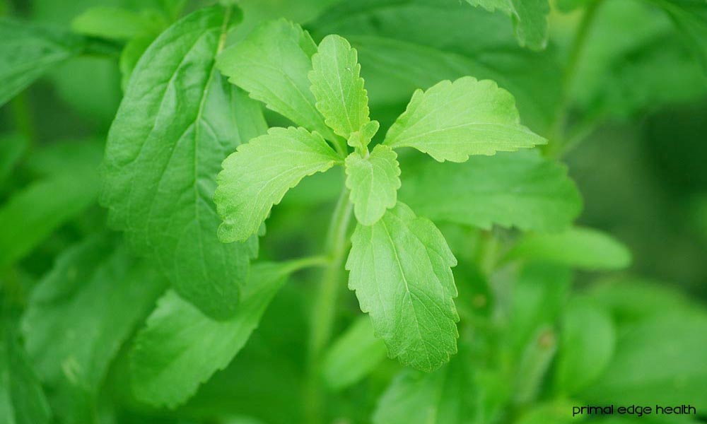 A picture of a plant in the outdoors.