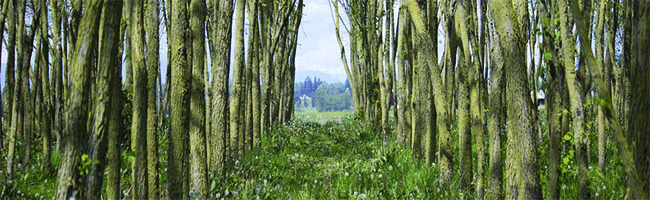 Bamboo trees in a field stock video footage, excluding amazon affiliate.