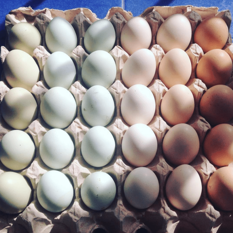 rainbow eggs in shell rainbow eggs in shell