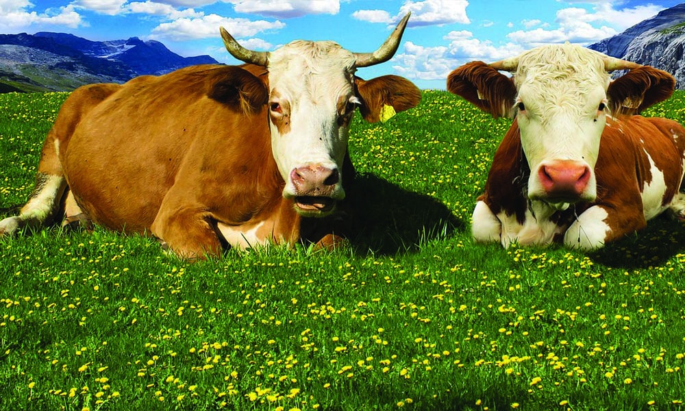Two cows sitting next to each other in a field with tiny yellow flower.