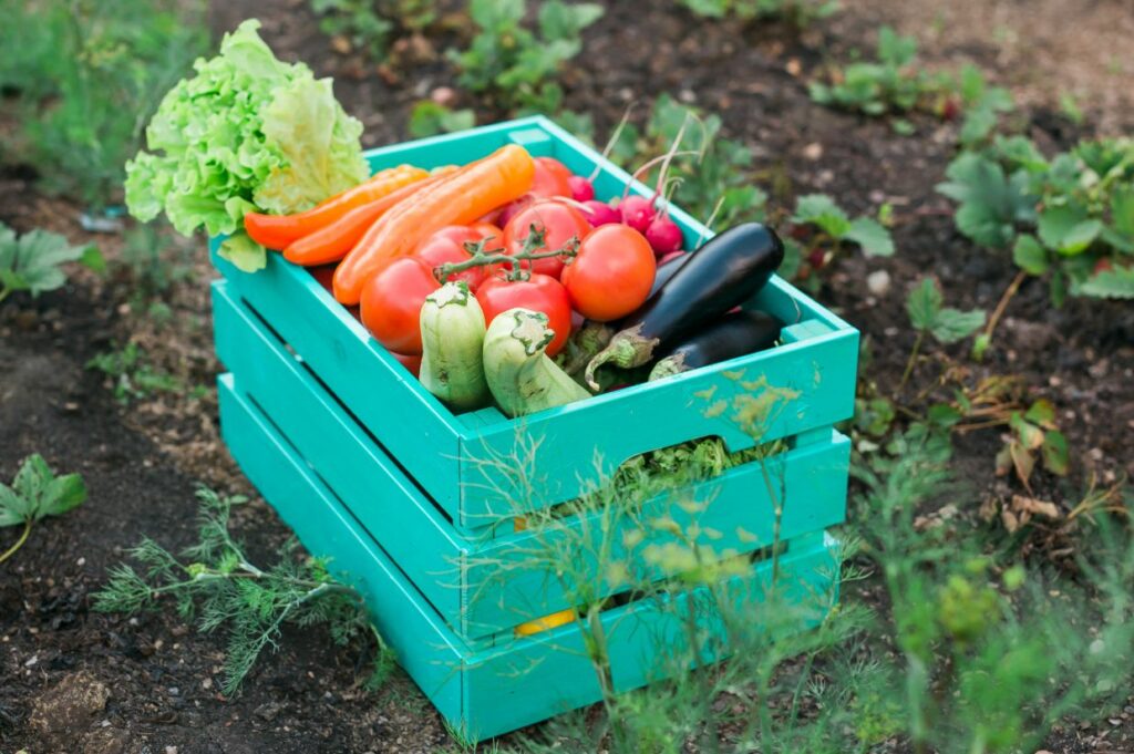 Fresh vegetables in a teal crate resting in the garden dirt.