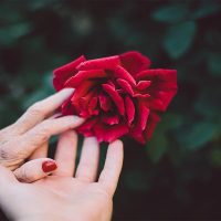 A woman's hand holding a red rose, symbolizing love and beauty.