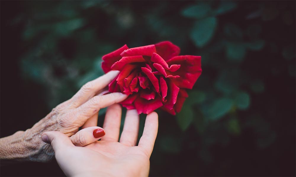 A woman's hand holding a red rose, symbolizing love and beauty.