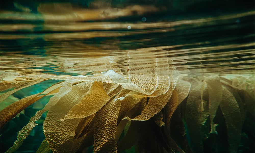 Kelp floating in the water.