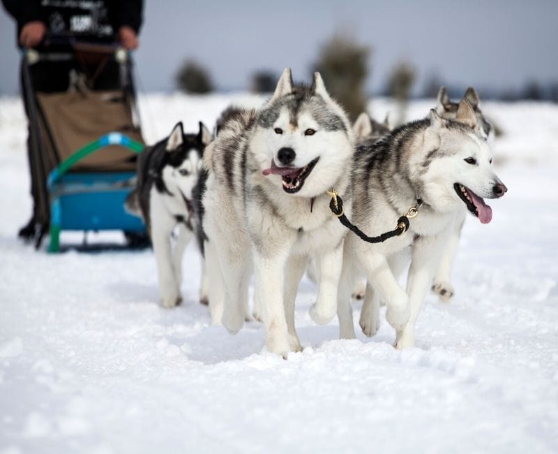 Huskies pulling a sled through the snowy landscape.