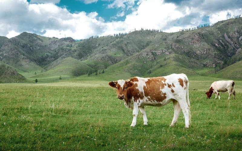 Two cows in an open field.