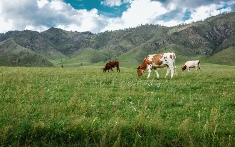 3 cows in an open field.
