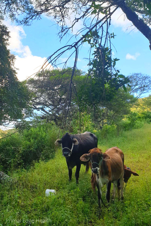 Three cows in a field of grass and trees.