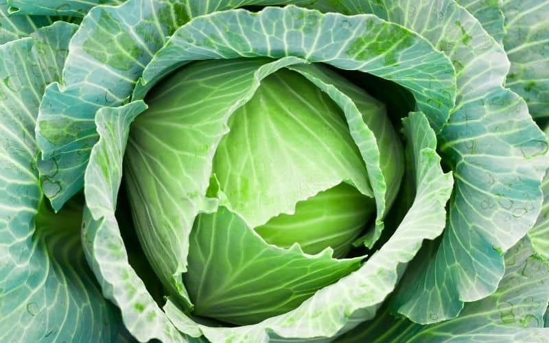braised cabbage keto diet