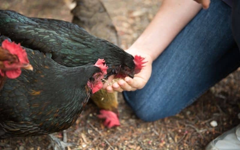 A person's hand feeding two black chickens.