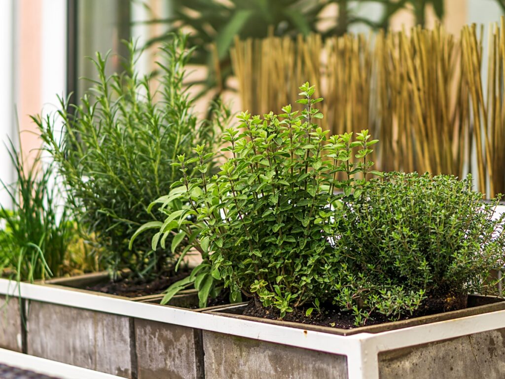 Fresh herbs in wooden garden boxes.