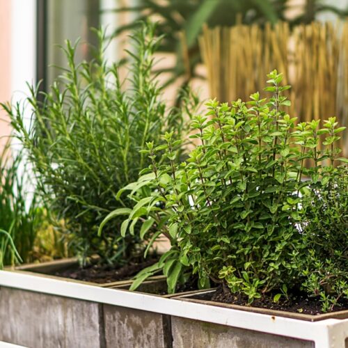 Various herbs in wooden garden boxes.