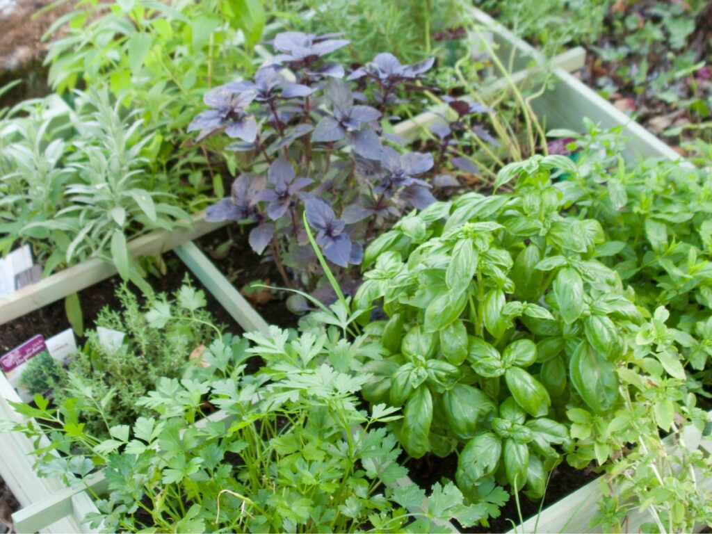 Assorted herbs in a garden crate.