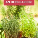 how to start an herb garden