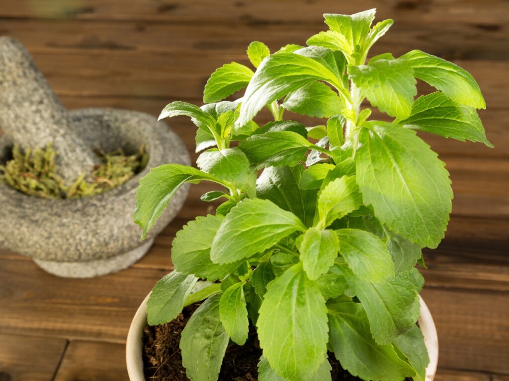 fresh stevia plant in pot with dried herb in background