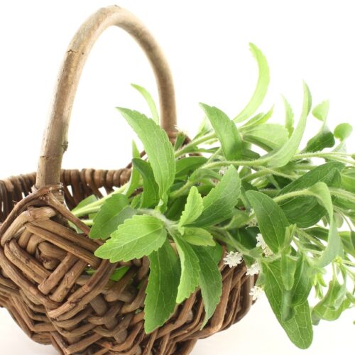 A fresh stevia plant in a brown basket.