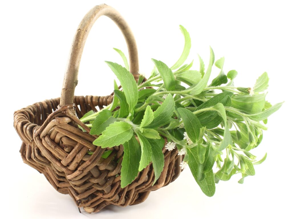 fresh stevia plant in woven basket