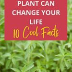 How the Stevia Plant can Change Your Life, 10 Cool Facts - by Primal Edge Health.