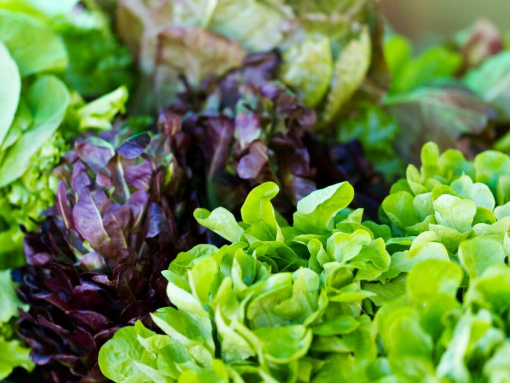 Various types of lettuce with green and purple leaves.