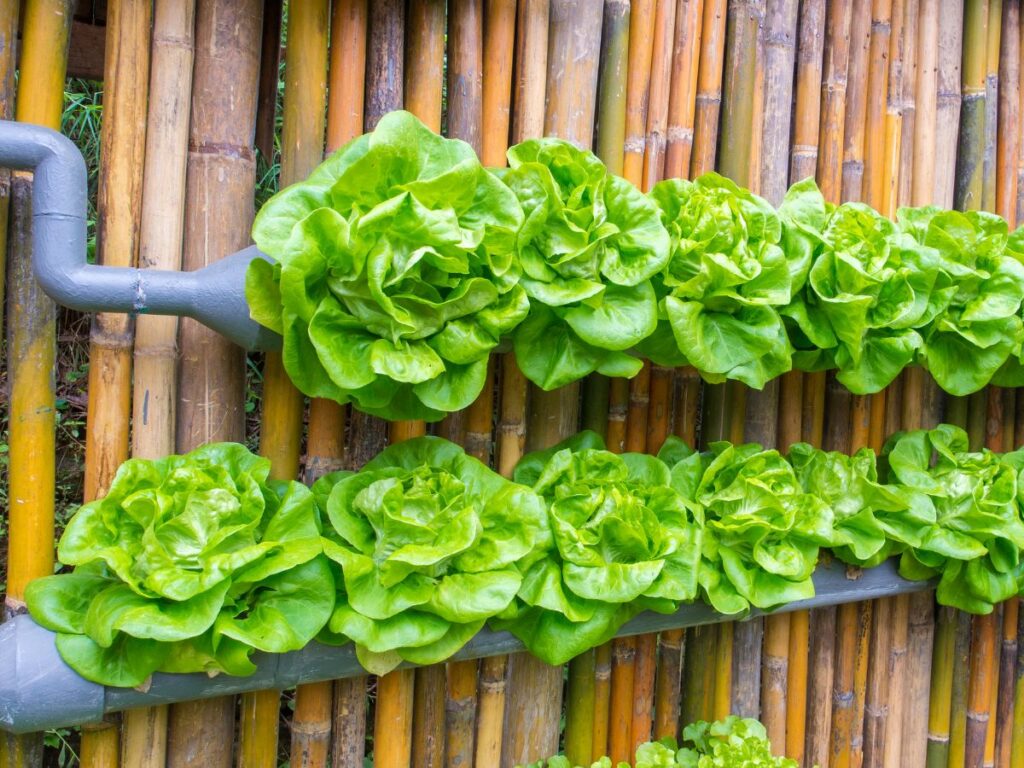 lettuce heads growing in a bamboo vertical garden