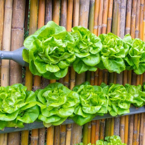 Lettuce growing in a bamboo vertical setup.