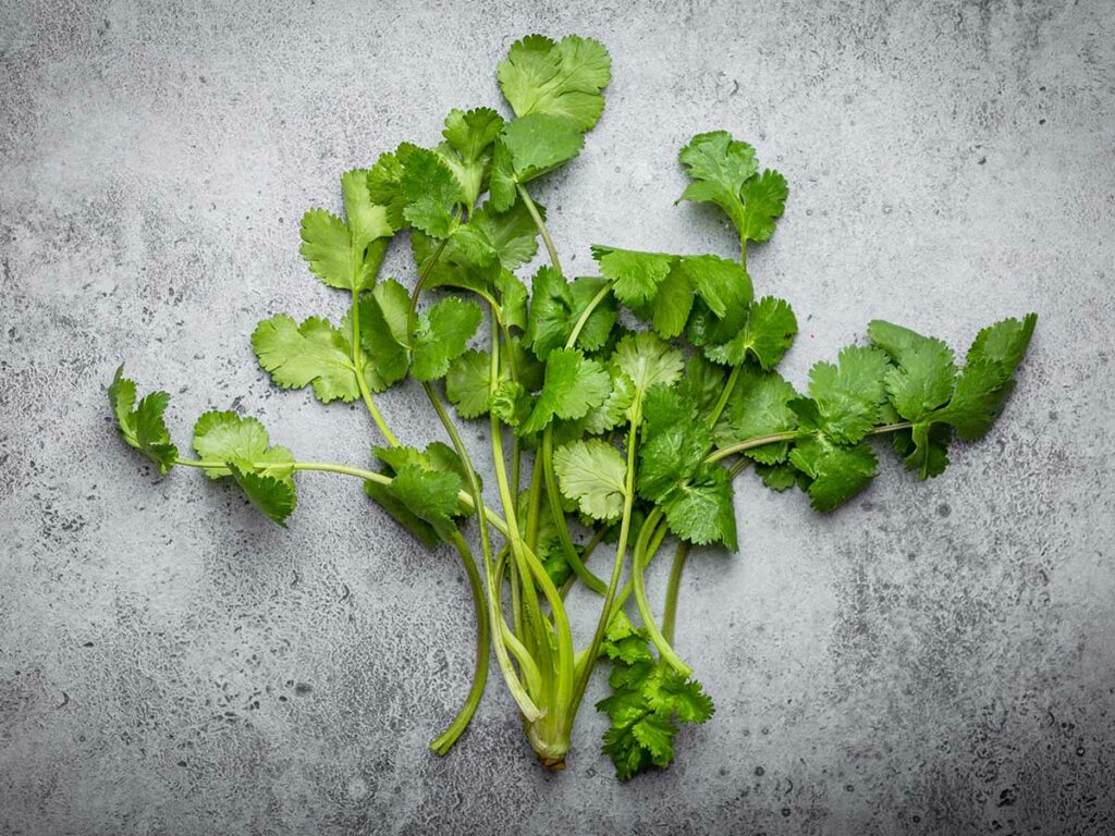 Fresh cilantro on grey background.