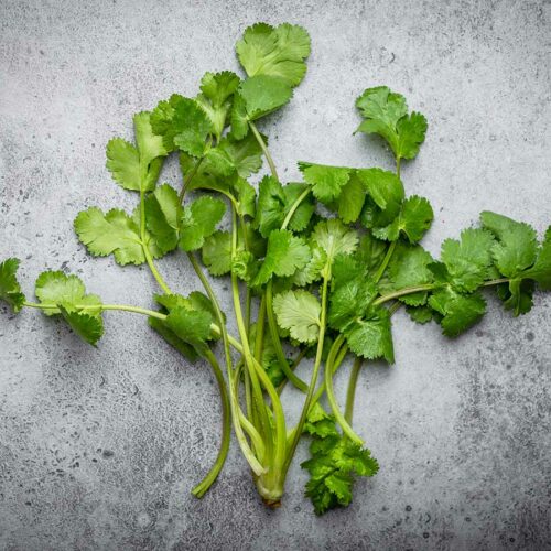 Fresh cilantro on grey background.