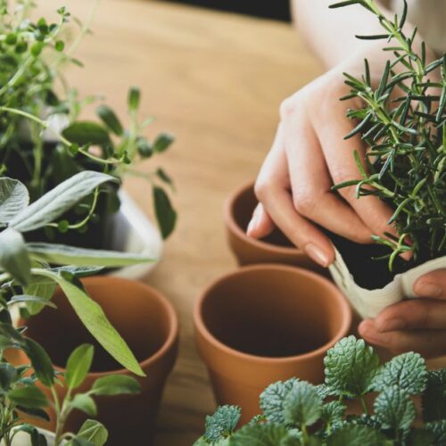 woman planing rosemary in small pot
