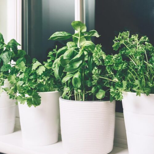 Five pots of fresh green herbs on a window sill.