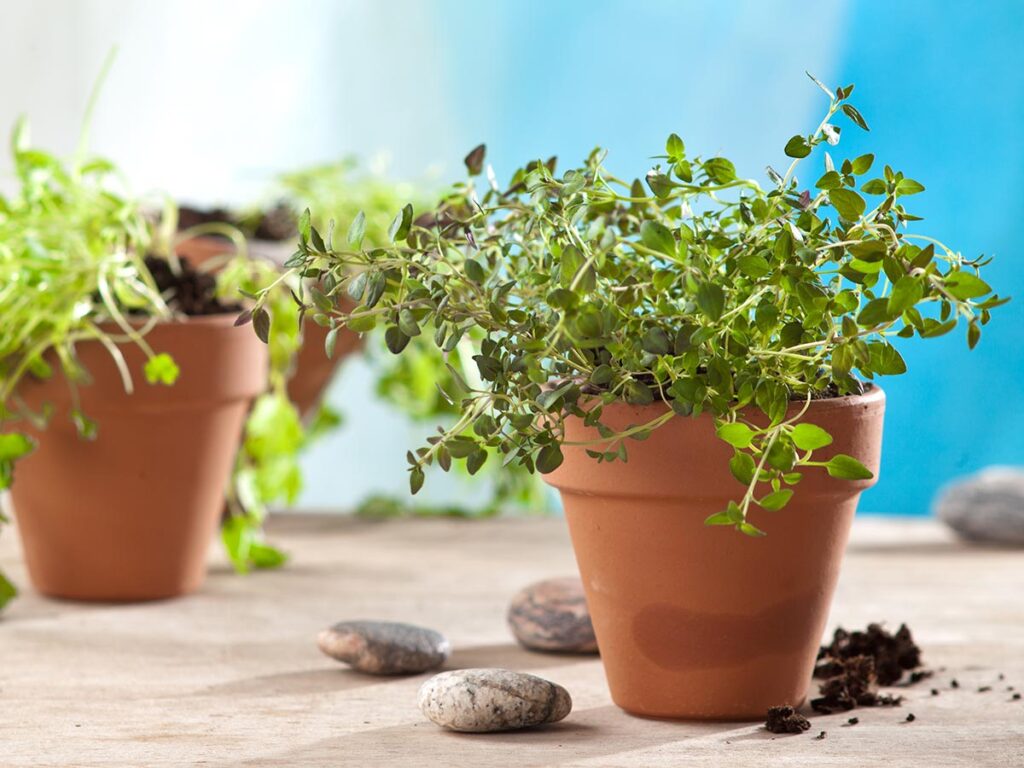 Herbs in pots on a wooden table with blue background.