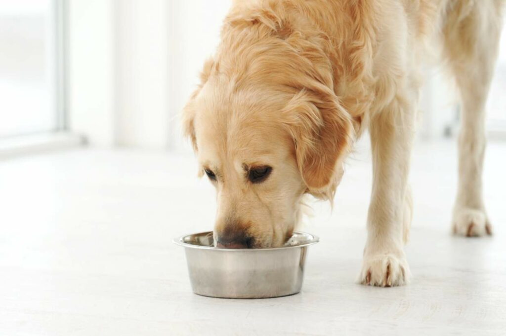 A golden retriever drinking from a metal bowl.