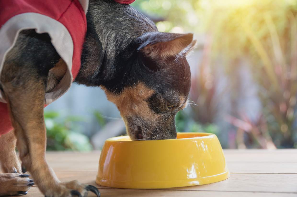 A minpin dog drinking bone broth from a bowl.