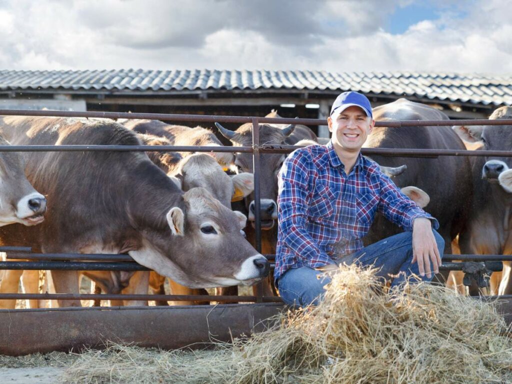 Beef farmer with stock and a pile of hay.