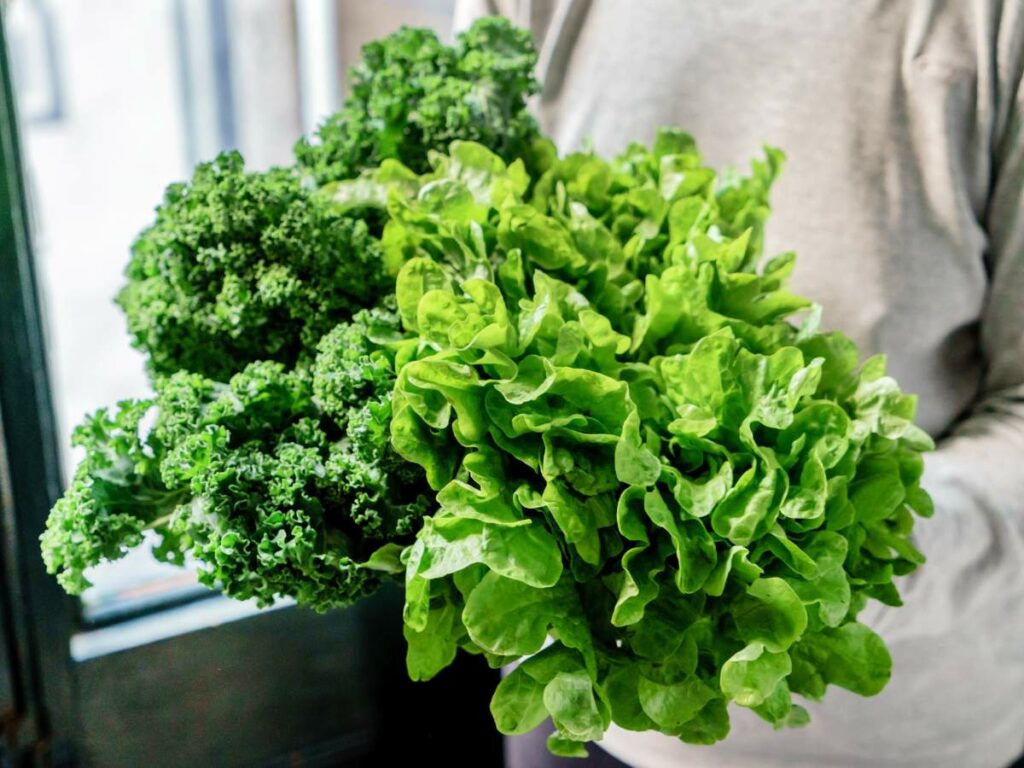 A man holding a bunch of green lettuce and kale.