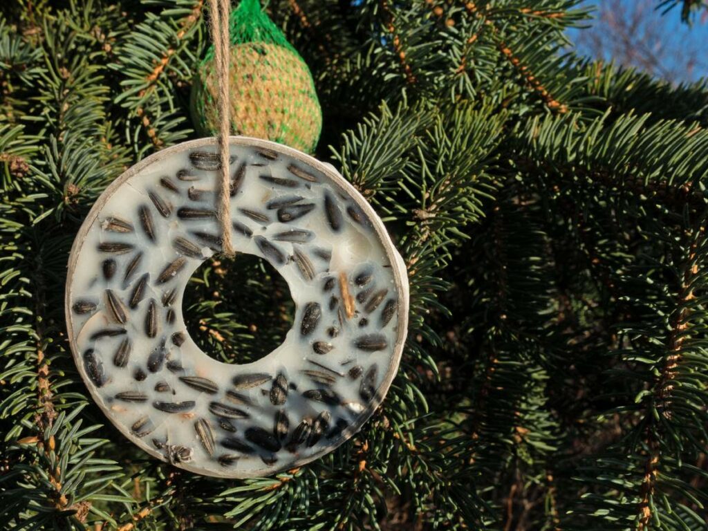 A birdseed ring and a netted suet ball hanging from a fir tree as bird feeders.