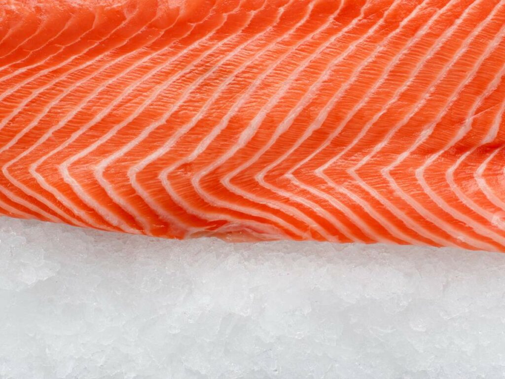 Fresh salmon fillet on ice.