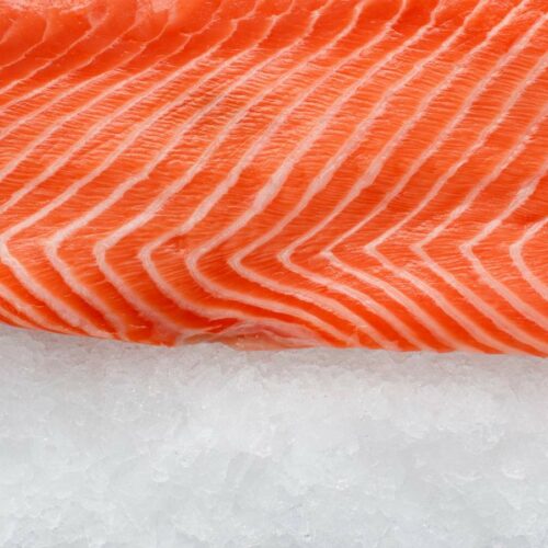 Fresh salmon fillet on ice.