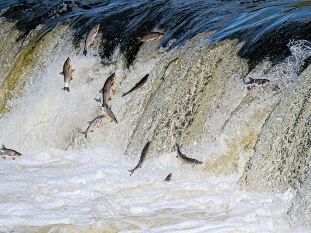 Wild fish leaping over a small waterfall.